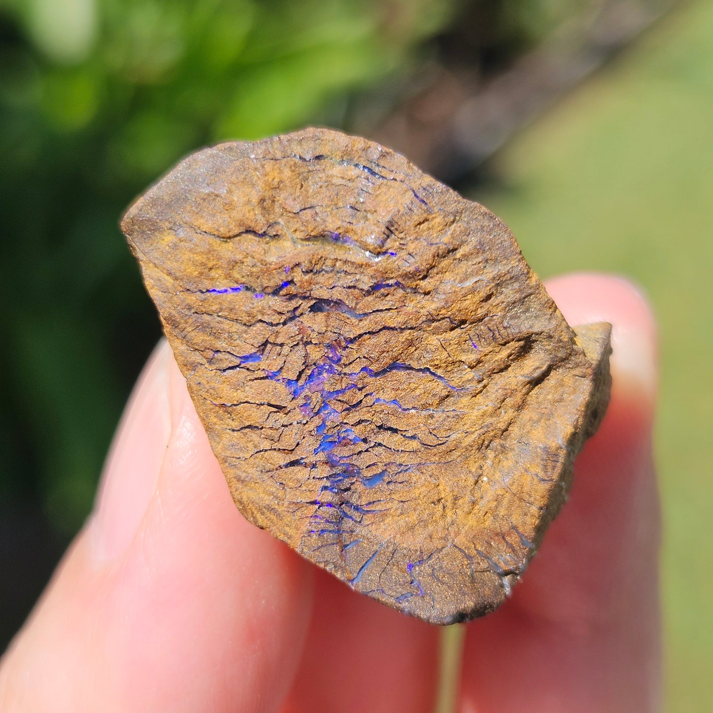 Australian Boulder Opal Rough