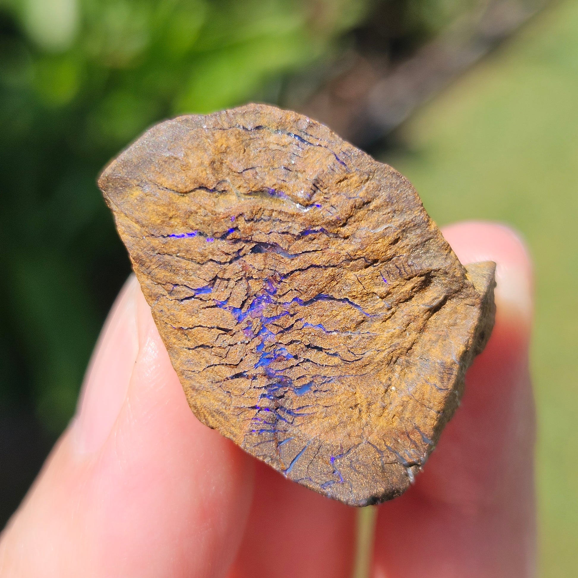 Australian Boulder Opal Rough