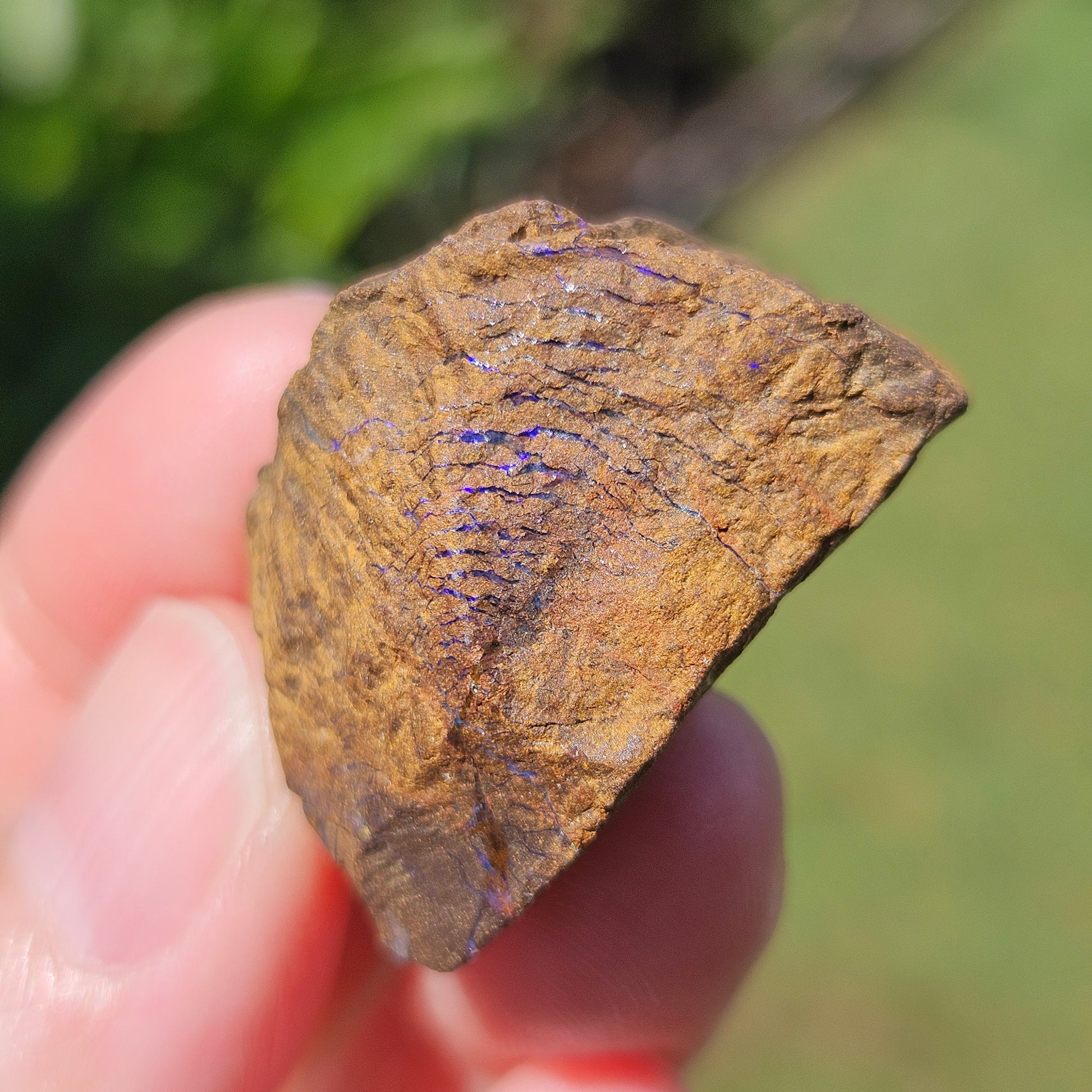 Australian Boulder Opal Rough
