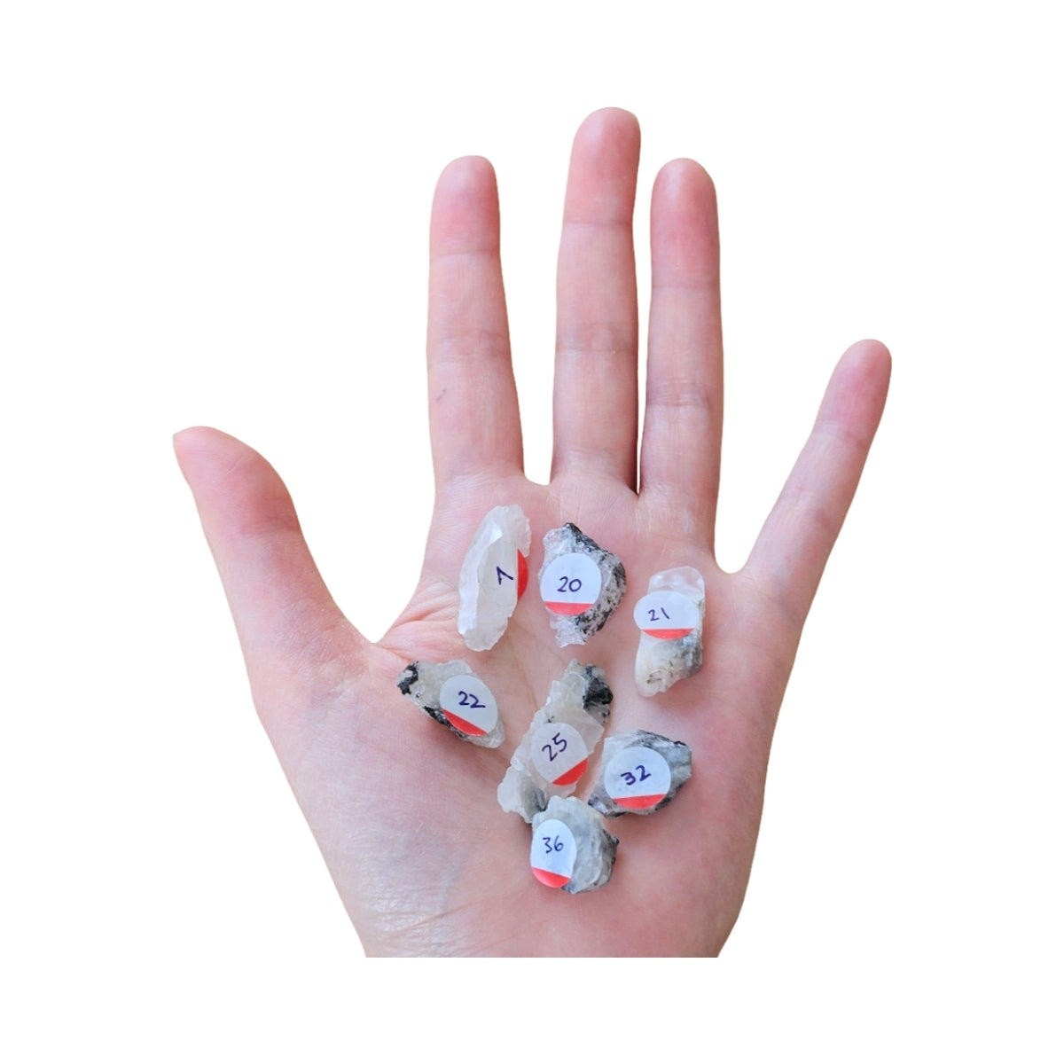 Phenakite crystals from Brazil on palm for size comparison