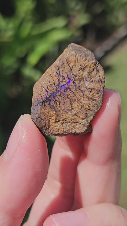 Video of Australian Boulder Opal Rough